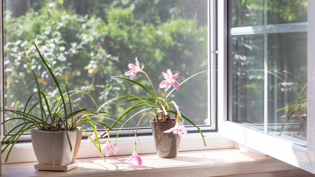 Indoor plants basking in natural light on a windowsill, featuring two potted plants with lush green leaves and delicate pink blossoms. Both pots are sitting against the backdrop of a window screen that filters soft, dappled sunlight into the room, showcasing the effectiveness of the mesh in providing ventilation while keeping the interior space bright and plant-friendly.